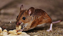 exotic-pet-enclosure-pest-control Experts in Lattimer Mines